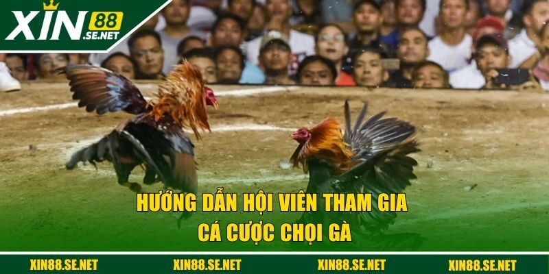 Hướng dẫn hội viên tham gia cá cược chọi gà 